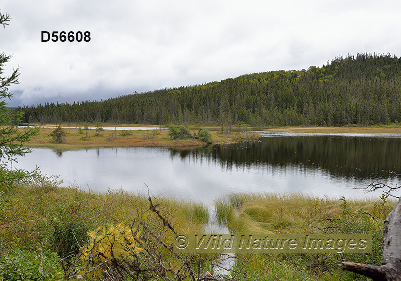 Eastern Canadian boreal forests